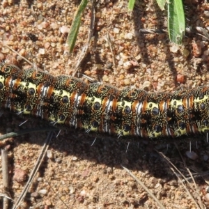 Apina callisto at Nicholls, ACT - 28 Aug 2018