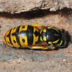 Vespula germanica at Molonglo Valley, ACT - 27 Aug 2018