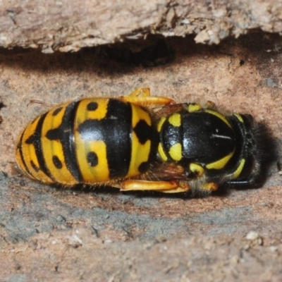 Vespula germanica (European wasp) at National Arboretum Forests - 27 Aug 2018 by Harrisi