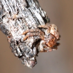 Cymbacha ocellata (Crab spider) at Molonglo Valley, ACT - 27 Aug 2018 by Harrisi