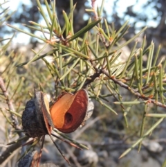 Hakea sericea (Needlebush) at Greenway, ACT - 20 Aug 2018 by michaelb