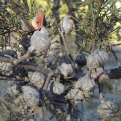 Hakea sericea at Greenway, ACT - 20 Aug 2018 05:10 PM