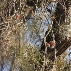 Amyema cambagei (Sheoak Mistletoe) at Greenway, ACT - 20 Aug 2018 by michaelb