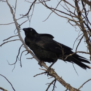 Corvus coronoides at Greenway, ACT - 20 Aug 2018