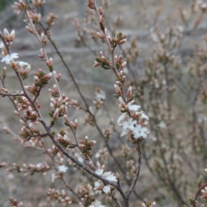 Leucopogon attenuatus at Greenway, ACT - 20 Aug 2018