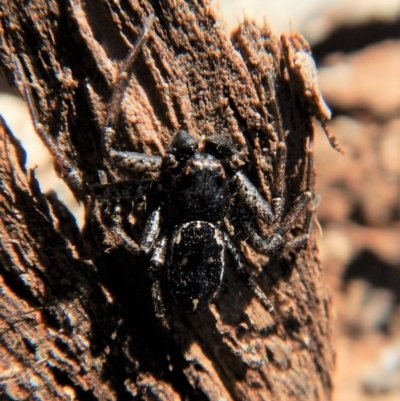 Tharpyna campestrata (Country Crab Spider) at Cook, ACT - 28 Aug 2018 by CathB