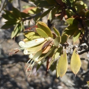 Styphelia triflora at Wanniassa Hill - 29 Aug 2018