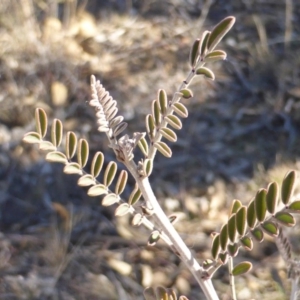 Indigofera adesmiifolia at Wanniassa Hill - 29 Aug 2018