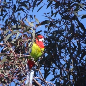 Platycercus eximius at Wanniassa Hill - 29 Aug 2018 11:34 AM