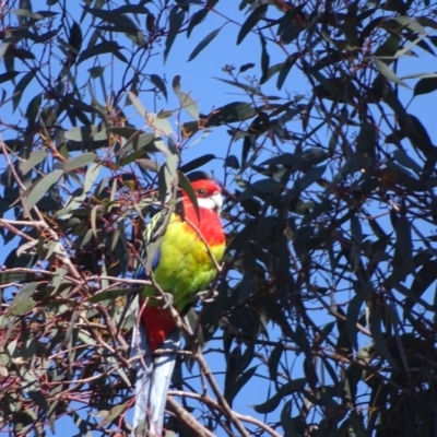 Platycercus eximius (Eastern Rosella) at Wanniassa Hill - 29 Aug 2018 by Mike