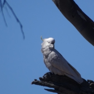 Cacatua galerita at Wanniassa Hill - 29 Aug 2018