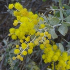 Acacia podalyriifolia (Queensland Silver Wattle) at Isaacs, ACT - 28 Aug 2018 by Mike