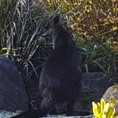 Wallabia bicolor (Swamp Wallaby) at Turner, ACT - 29 Aug 2018 by KMcCue