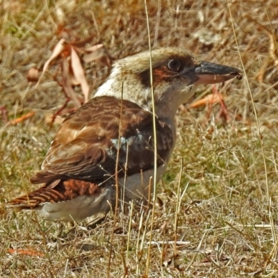 Dacelo novaeguineae (Laughing Kookaburra) at Paddys River, ACT - 28 Aug 2018 by RodDeb