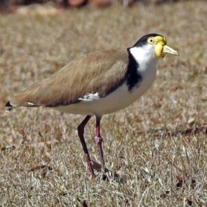 Vanellus miles at Paddys River, ACT - 28 Aug 2018 11:55 AM