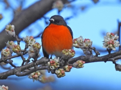 Petroica phoenicea (Flame Robin) at Paddys River, ACT - 28 Aug 2018 by RodDeb