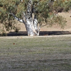 Petroica phoenicea at Paddys River, ACT - 28 Aug 2018