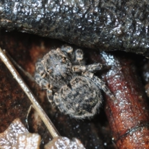 Maratus vespertilio at Canberra Central, ACT - 12 Aug 2018