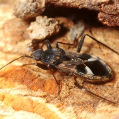 Dieuches maculicollis (Black-and-white seed bug) at Molonglo Valley, ACT - 27 Aug 2018 by Harrisi