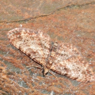 Chloroclystis (genus) (A geometer moth) at National Arboretum Forests - 27 Aug 2018 by Harrisi