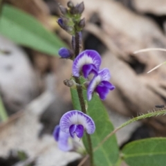 Glycine tabacina (Variable Glycine) at Michelago, NSW - 27 Nov 2010 by Illilanga