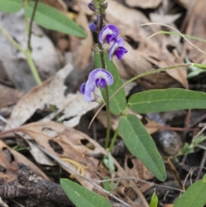 Glycine tabacina at Michelago, NSW - 27 Nov 2010