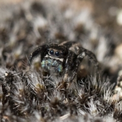 Jotus auripes (Jumping spider) at Illilanga & Baroona - 21 Jun 2018 by Illilanga