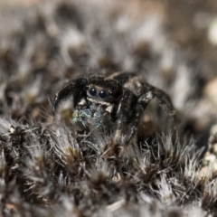 Jotus auripes at Michelago, NSW - 21 Jun 2018 02:09 PM