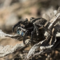 Jotus auripes at Michelago, NSW - 21 Jun 2018