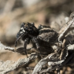 Jotus auripes at Michelago, NSW - 21 Jun 2018 02:09 PM