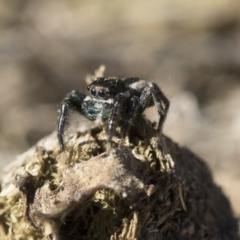 Jotus auripes at Michelago, NSW - 21 Jun 2018 02:09 PM