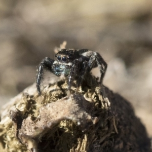 Jotus auripes at Michelago, NSW - 21 Jun 2018