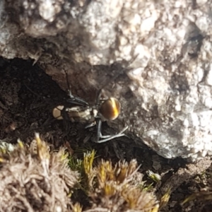 Polyrhachis ammon at Tennent, ACT - 30 Aug 2018 11:52 AM