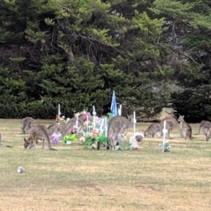 Macropus giganteus at Jerrabomberra, NSW - 30 Aug 2018 03:46 PM