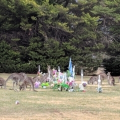 Macropus giganteus at Jerrabomberra, NSW - 30 Aug 2018 03:46 PM