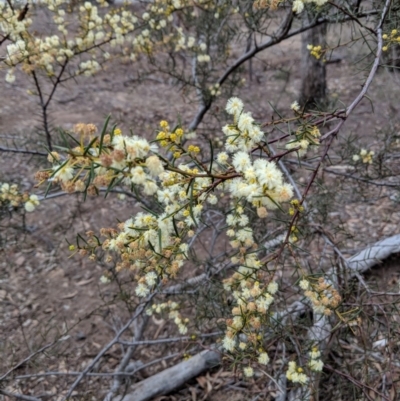 Acacia genistifolia (Early Wattle) at Jerrabomberra, NSW - 30 Aug 2018 by JackyF