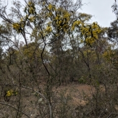 Acacia pycnantha at Jerrabomberra, NSW - 30 Aug 2018 03:44 PM