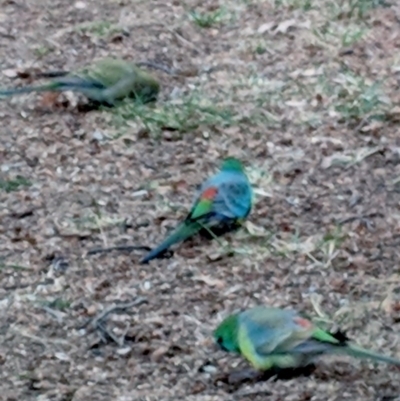 Psephotus haematonotus (Red-rumped Parrot) at Kingston, ACT - 30 Aug 2018 by JackyF