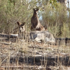 Macropus giganteus (Eastern Grey Kangaroo) at Hughes, ACT - 28 Aug 2018 by JackyF