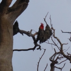 Callocephalon fimbriatum (Gang-gang Cockatoo) at Hughes, ACT - 27 Aug 2018 by JackyF