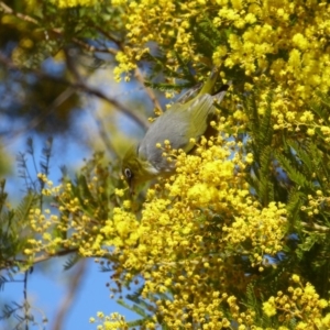 Zosterops lateralis at Deakin, ACT - 29 Aug 2018