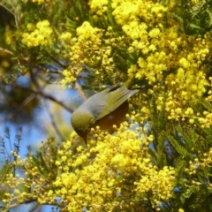 Zosterops lateralis at Deakin, ACT - 29 Aug 2018 12:15 PM