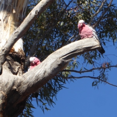 Eolophus roseicapilla (Galah) at Hughes, ACT - 28 Aug 2018 by JackyF