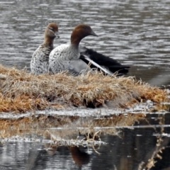 Chenonetta jubata at Fyshwick, ACT - 30 Aug 2018