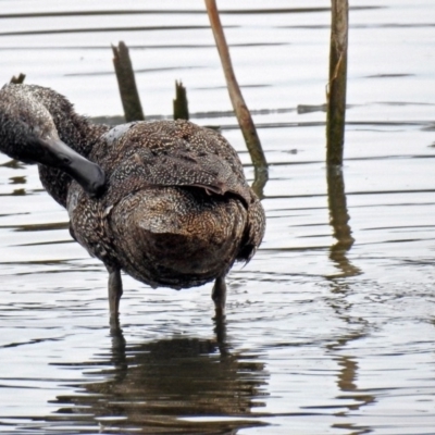 Stictonetta naevosa (Freckled Duck) at Fyshwick, ACT - 30 Aug 2018 by RodDeb