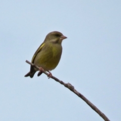 Chloris chloris at Fyshwick, ACT - 30 Aug 2018