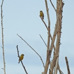 Chloris chloris at Fyshwick, ACT - 30 Aug 2018 12:58 PM