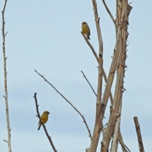 Chloris chloris at Fyshwick, ACT - 30 Aug 2018