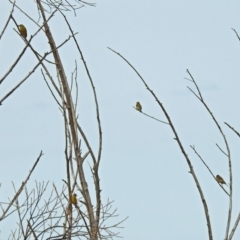 Chloris chloris at Fyshwick, ACT - 30 Aug 2018