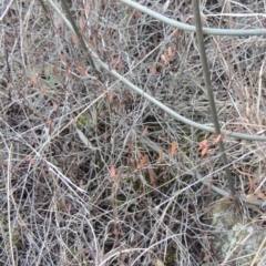Muehlenbeckia tuggeranong (Tuggeranong Lignum) at Greenway, ACT by MichaelBedingfield